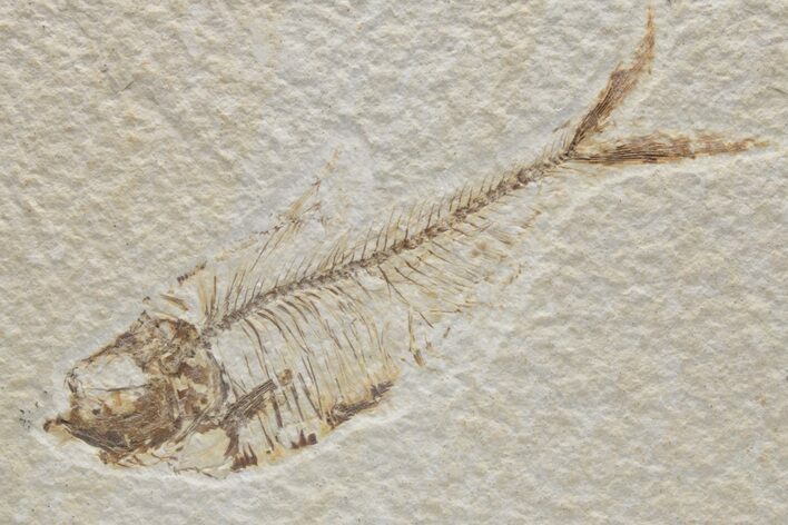Fossil Fish (Diplomystus) - Green River Formation #224662